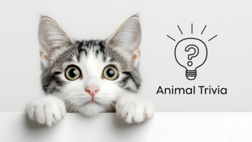 A tabby kitten peeking over a ledge beside an “Animal Trivia” illustration.