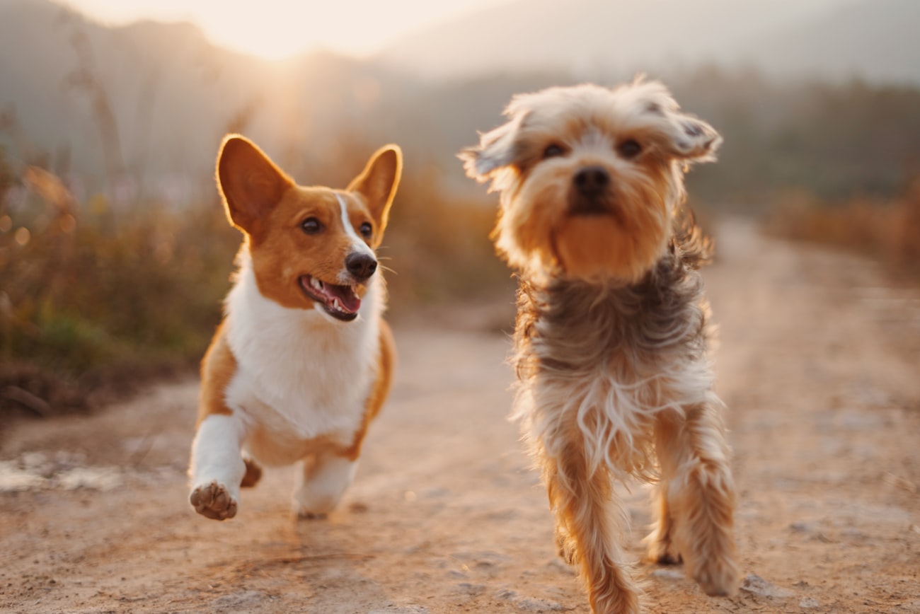 A corgi and a Yorkshire terrier trotting side by side along a path at sunset.