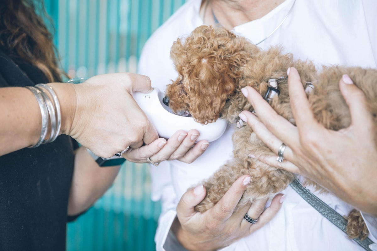 Several pairs of hands support a curly apricot poodle puppy as it eats from a small white cup.