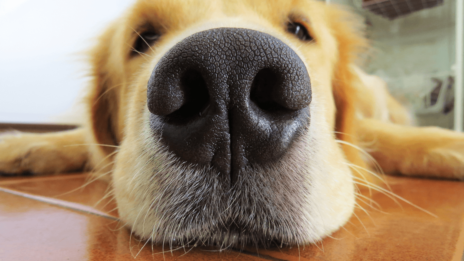 A close-up of a golden retriever’s nose as it rests on the floor.
