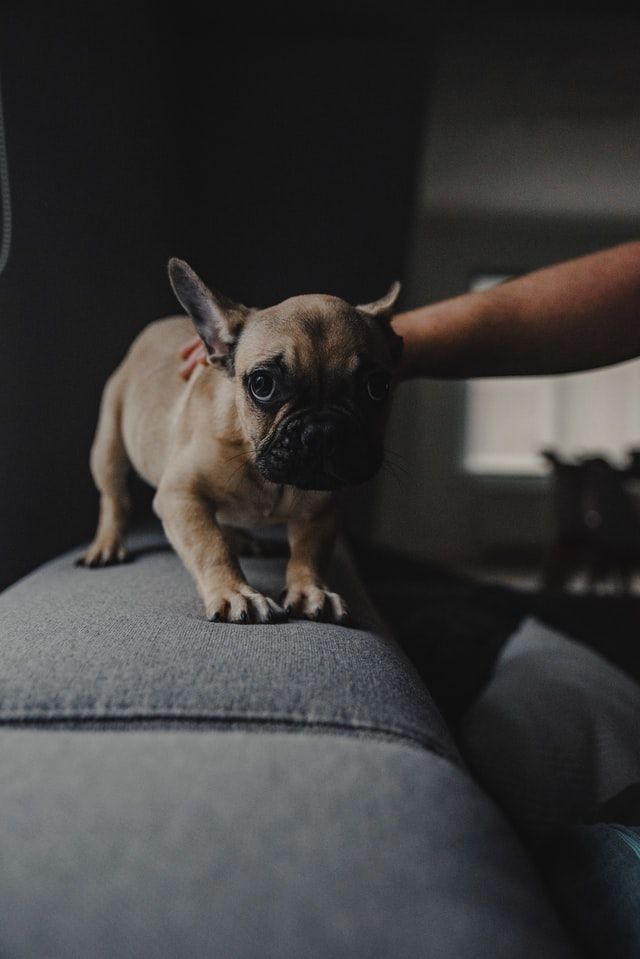 A French bulldog puppy standing on a sofa, reaching toward a hand.